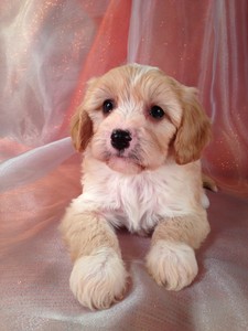 Male Cavachon Puppy for sale #4|Cavachons for sale at Lower Prices than Most Cavachon Breeders in North Carolina